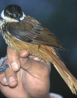 条纹簇颊灶鸫 / Streaked Tuftedcheek / Pseudocolaptes boissonneautii