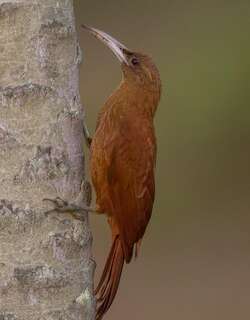 大棕䴕雀 / Great Rufous Woodcreeper / Xiphocolaptes major