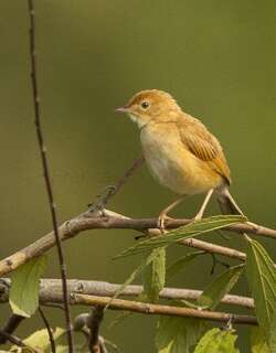 狐色扇尾莺 / Foxy Cisticola / Cisticola troglodytes