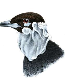 裸颈果伞鸟 / Bare-necked Fruitcrow / Gymnoderus foetidus