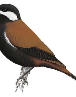 白耳孤鸫 / White-eared Solitaire / Entomodestes leucotis