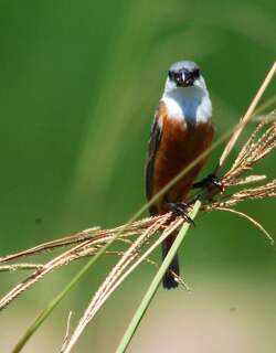 沼泽食籽雀 / Marsh Seedeater / Sporophila palustris