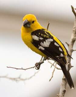 黄色白斑翅雀 / Yellow Grosbeak / Pheucticus chrysopeplus