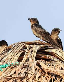 灰胸崖燕 / Grey-breasted Martin / Progne chalybea
