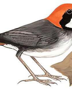 棕头歌鸲 / Rufous-headed Robin / Larvivora ruficeps