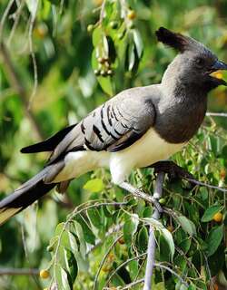 白腹灰蕉鹃 / White-bellied Go-away-bird / Corythaixoides leucogaster