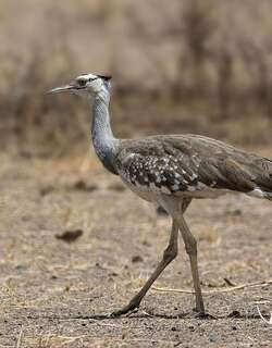 阿拉伯鸨 / Arabian Bustard / Ardeotis arabs