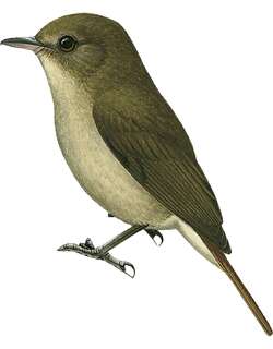 栗尾林鹟 / Sula Jungle Flycatcher / Cyornis colonus