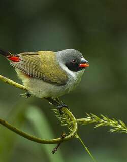 黑颊黄腹梅花雀 / Swee Waxbill / Coccopygia melanotis