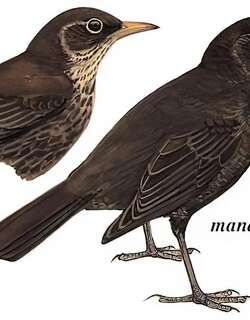 欧乌鸫 / Common Blackbird / Turdus merula