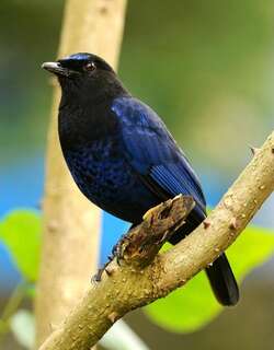 马拉啸鸫 / Malabar Whistling Thrush / Myophonus horsfieldii