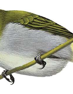 南帕雷山绣眼鸟 / South Pare White-eye / Zosterops winifredae