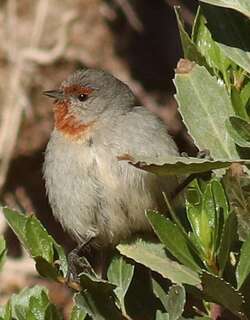 约氏锥嘴雀 / Tamarugo Conebill / Conirostrum tamarugense