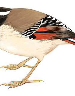 火尾希鹛 / Red-tailed Minla / Minla ignotincta