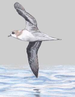 马德拉圆尾鹱 / Zino’s Petrel / Pterodroma madeira