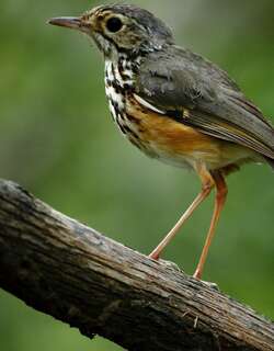 白眉蚁鸫 / White-browed Antpitta / Hylopezus ochroleucus