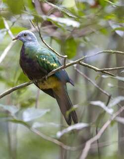 巨果鸠 / Wompoo Fruit Dove / Ptilinopus magnificus