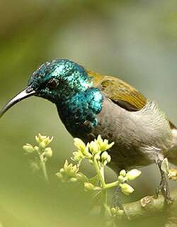 绿头花蜜鸟 / Green-headed Sunbird / Cyanomitra verticalis