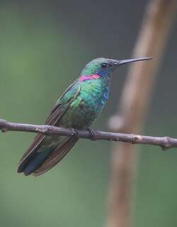 白腹紫耳蜂鸟 / White-vented Violetear / Colibri serrirostris