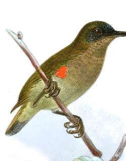 乌氏花蜜鸟 / Ursula’s Sunbird / Cinnyris ursulae
