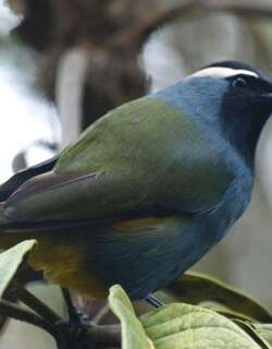 冠啄果鸟 / Crested Berrypecker / Paramythia montium