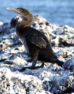 弱翅鸬鹚 / Flightless Cormorant / Phalacrocorax harrisi