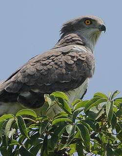 西非短趾雕 / Beaudouin’s Snake Eagle / Circaetus beaudouini