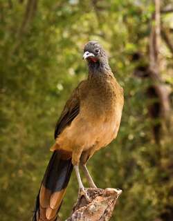 棕臀小冠雉 / Rufous-vented Chachalaca / Ortalis ruficauda