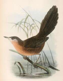 维氏短翅莺 / Victorin’s Warbler / Cryptillas victorini