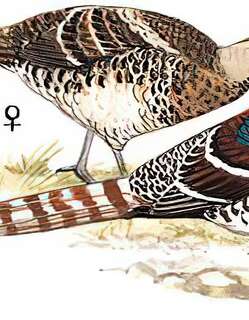 白颈长尾雉 / Elliot’s Pheasant / Syrmaticus ellioti