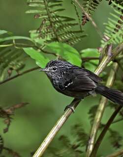 暗尾蚁鸟 / Dusky-tailed Antbird / Drymophila malura