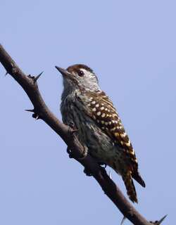暗红啄木鸟 / Cardinal Woodpecker / Dendropicos fuscescens