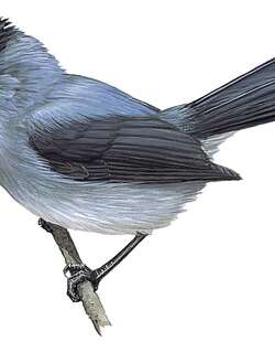 暗色凤头鹟 / Dusky Crested Flycatcher / Elminia nigromitrata