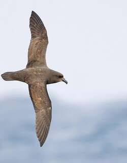 巨翅圆尾鹱 / Great-winged Petrel / Pterodroma macroptera