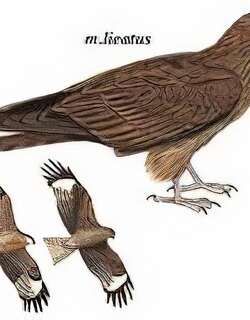 黑耳鸢 / Black-eared Kite