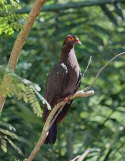 鳞枕鸽 / Scaly-naped Pigeon / Patagioenas squamosa