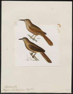 条纹拾叶雀 / Eastern Woodhaunter / Automolus subulatus