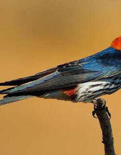 小纹燕 / Lesser Striped Swallow / Cecropis abyssinica