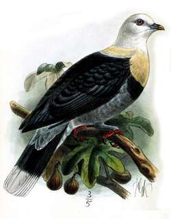 黑斑果鸠 / Black-banded Fruit Dove / Ptilinopus alligator
