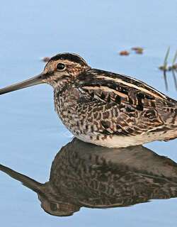 非洲沙锥 / African Snipe / Gallinago nigripennis