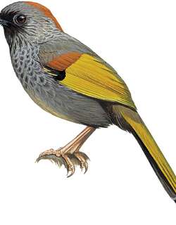 越南金翅噪鹛 / Golden-winged Laughingthrush / Trochalopteron ngoclinhense