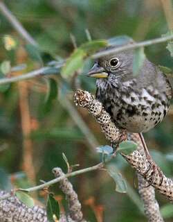 厚嘴狐色雀鹀 / Thick-billed Fox Sparrow / Passerella megarhyncha