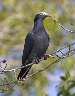 白顶鸽 / White-crowned Pigeon / Patagioenas leucocephala