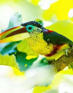 曲冠簇舌巨嘴鸟 / Curl-crested Aracari / Pteroglossus beauharnaisii