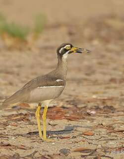 石鸻 / Beach Stone-curlew / Esacus magnirostris