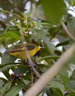 橙胸金翅雀 / Black-headed Siskin / Spinus notatus