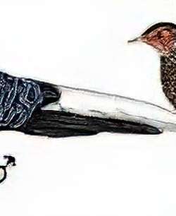 蓝鹇 / Taiwan Blue Pheasant