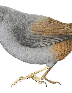 涅比窜鸟 / Neblina Tapaculo / Scytalopus altirostris