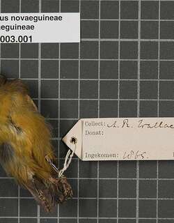 黄腹弯嘴吸蜜鸟 / Yellow-bellied Longbill / Toxorhamphus novaeguineae