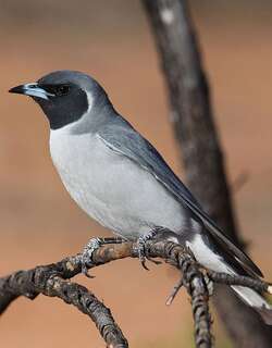 黑眼燕鵙 / Masked Woodswallow / Artamus personatus